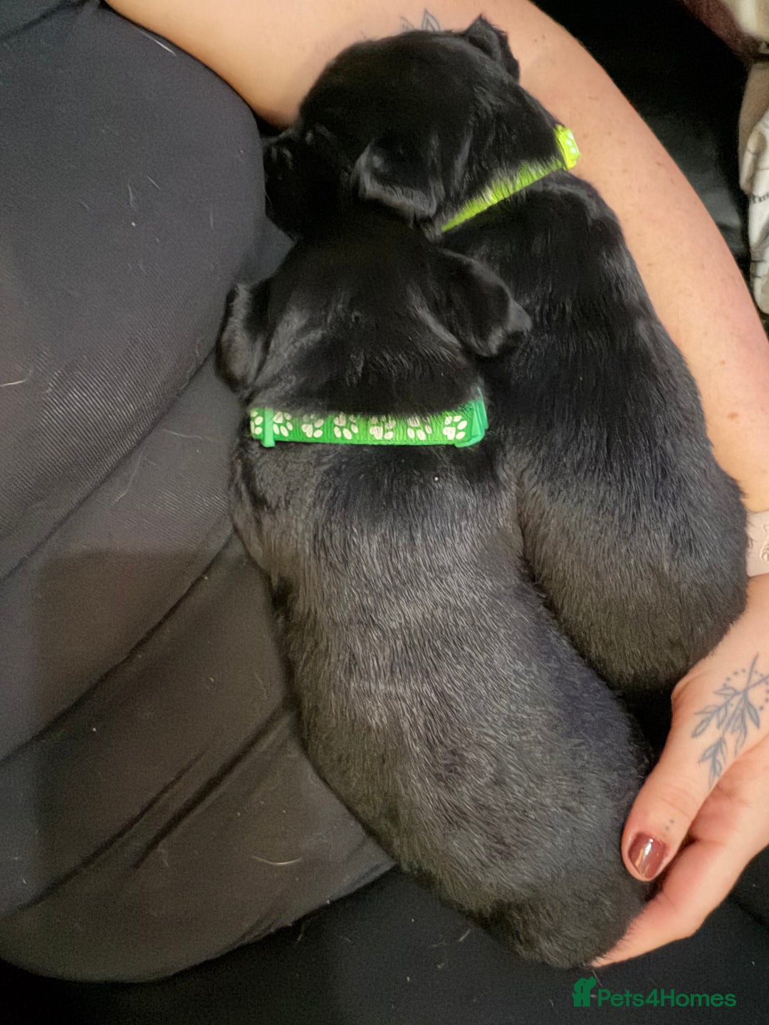 Mixed Breed dogs for sale: Labrador X Yorkshire terrier  - Image 6