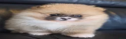 Pomeranian dogs for sale: Absolutely  stunning pomeranian  puppies  - Advert 11