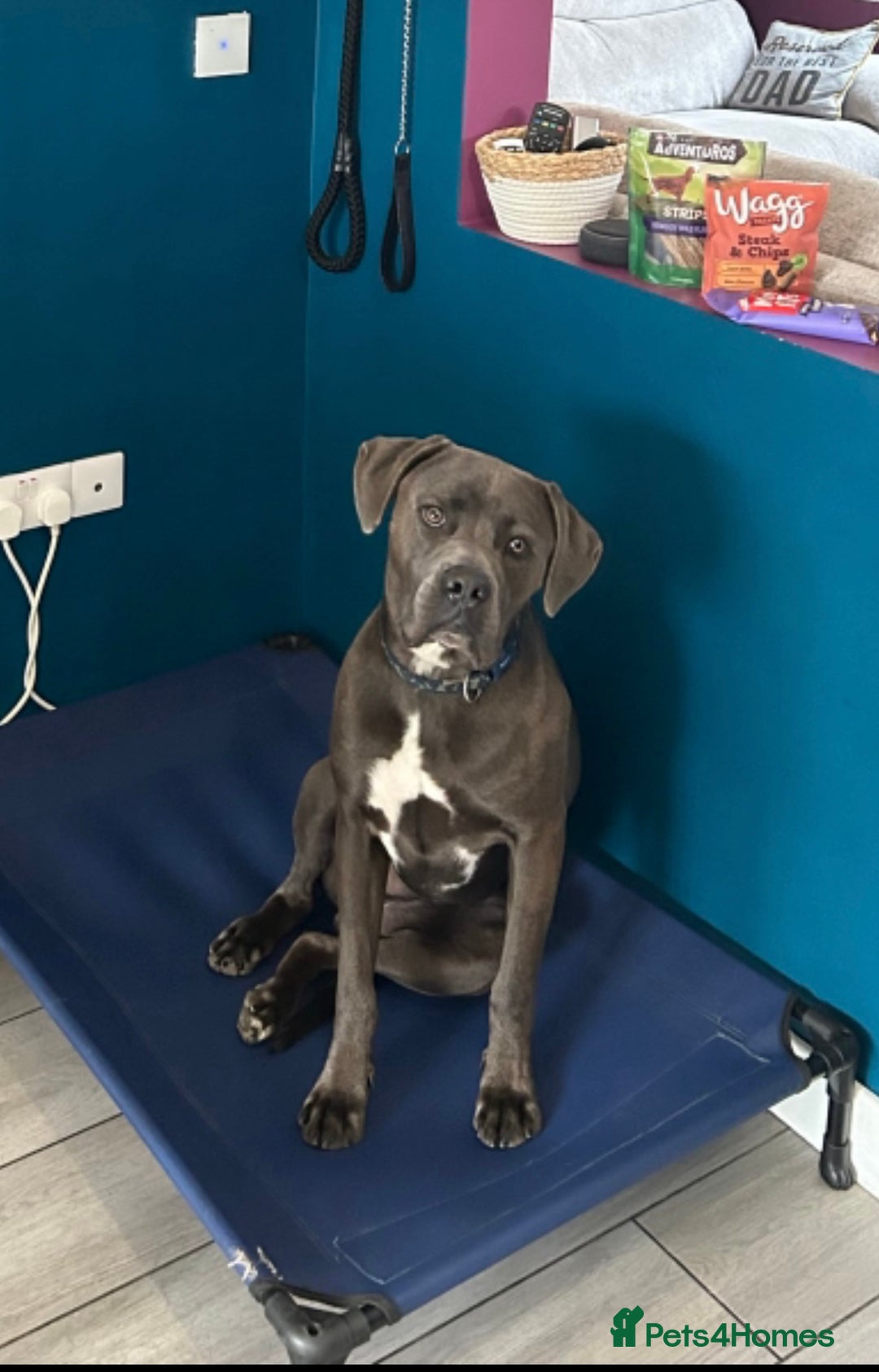 Cane Corso dogs for sale: Male cane corso  - Image 1