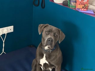 Cane Corso dogs - Advert 21