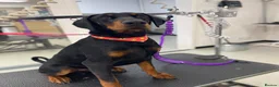 Dobermann dogs for sale: Snoop Dogg in Wakefield - Advert 10