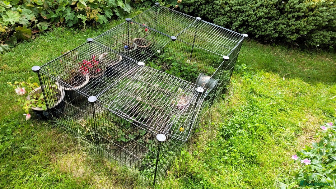 Tortoise reptiles for sale: RESERVED Horsfields Tortoise with Vivexotic Set Up - Image 8
