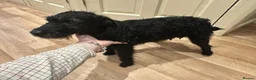 Patterdale Terrier dogs for sale: Docked Patterdale Black Puppies  - Advert 4