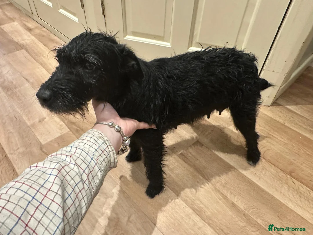 Patterdale Terrier dogs for sale: Docked Patterdale Black Puppies  - Advert 4