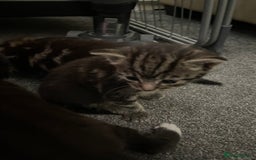 Domestic Shorthair cats for sale: Tabby and Tuxedo Kittens - Image 2