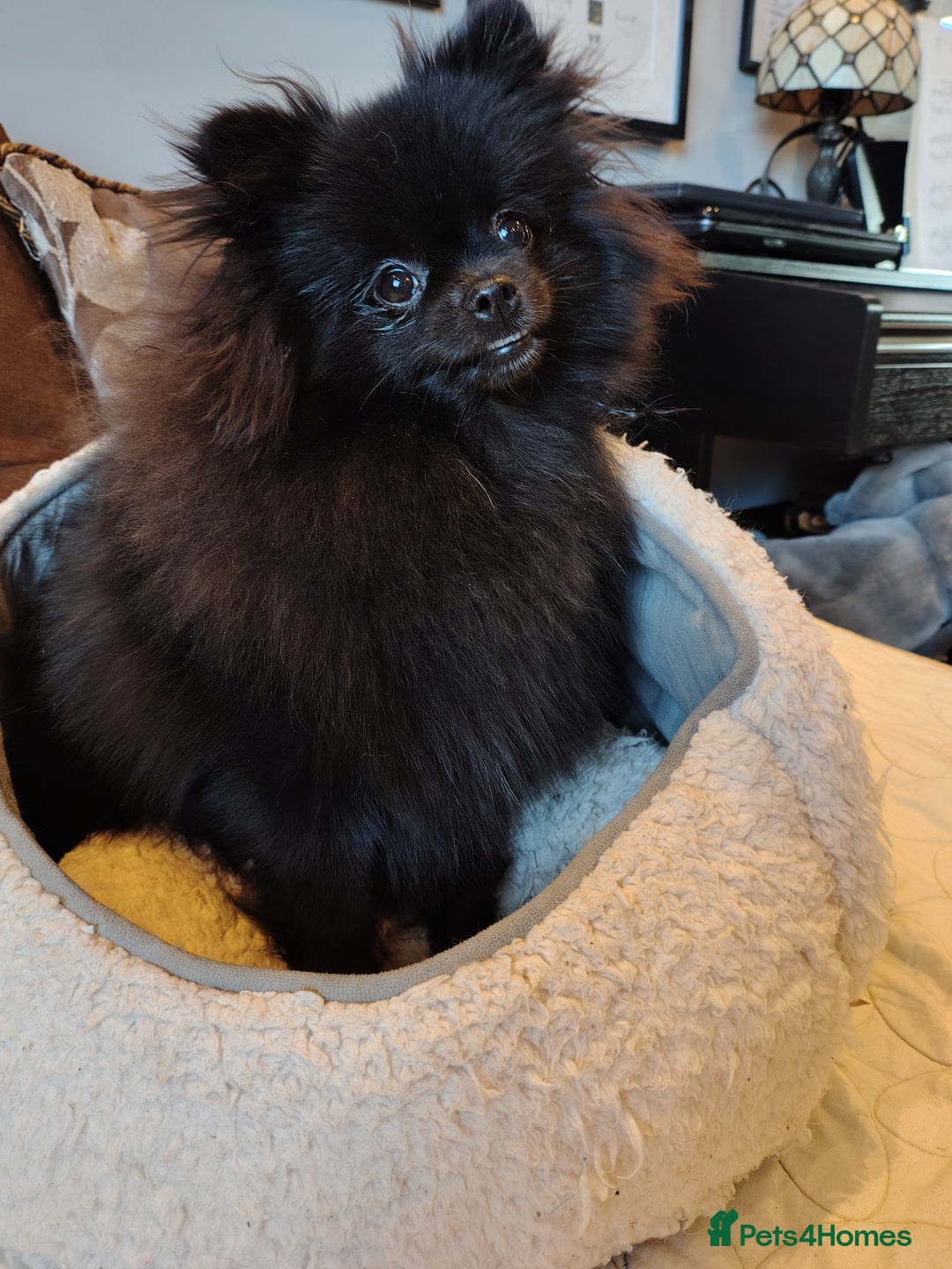 Pomeranian dogs for sale: Pom puppys with Kc reg , pedigree for sale - Advert 19