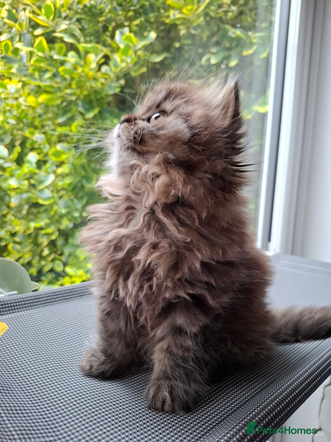 Persian cats for sale: DARK GOLDEN CHINCHILLA PERSIAN KITTEN - Image 3