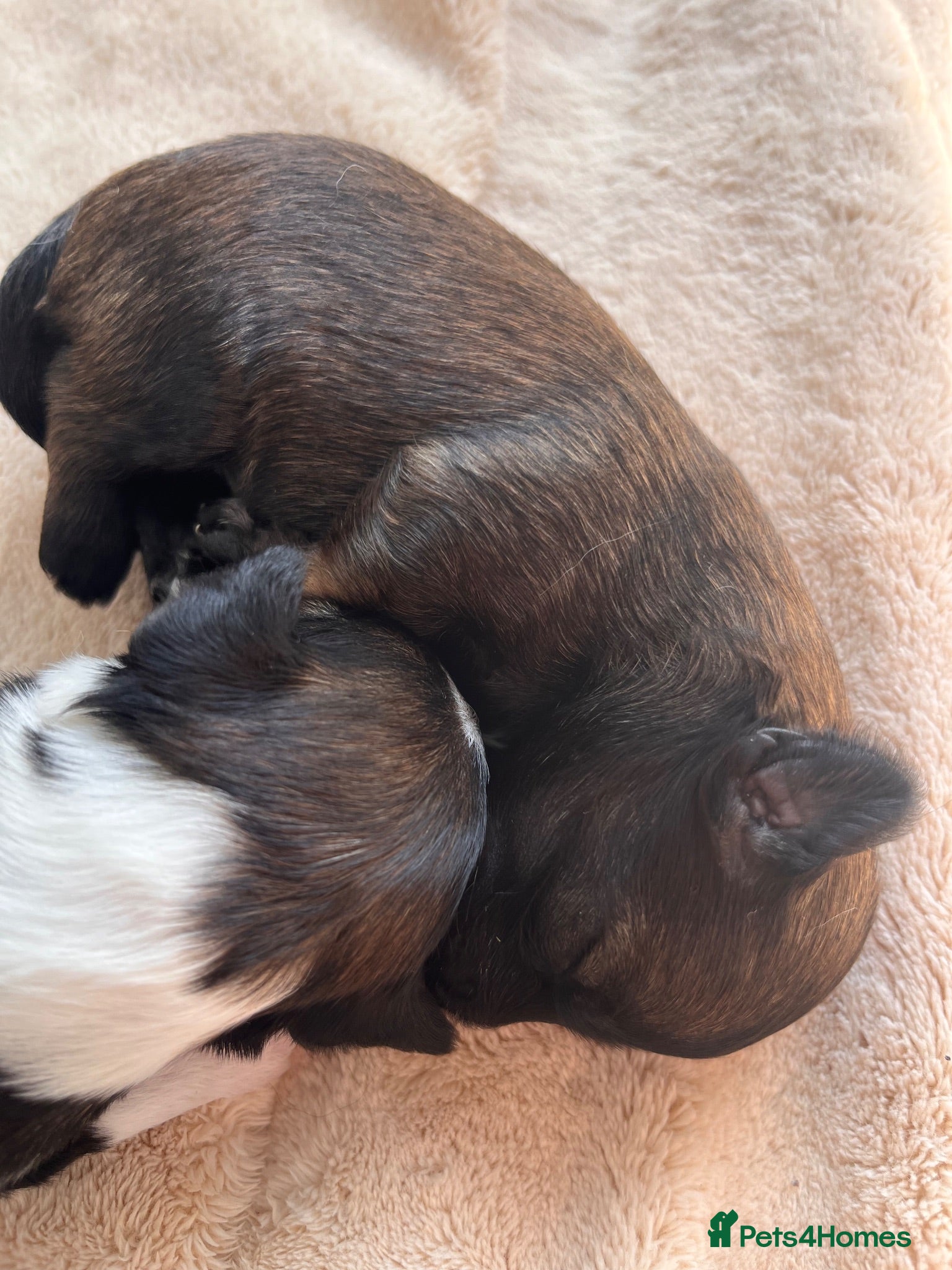 Chinese Crested dogs Exceptional Chinese crested pups - Advert 2