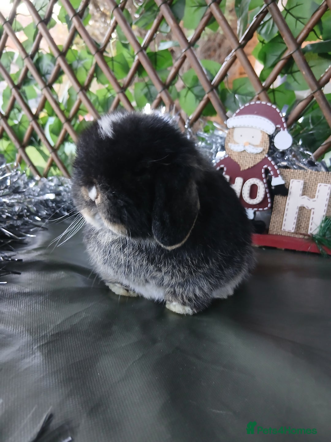 Mini Lop rabbits for sale: Pure mini lop babies - Advert 6