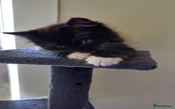 Mixed Breed cats for sale: Black and white adorable and very friendly kitten  in Newton Abbot - Image 10