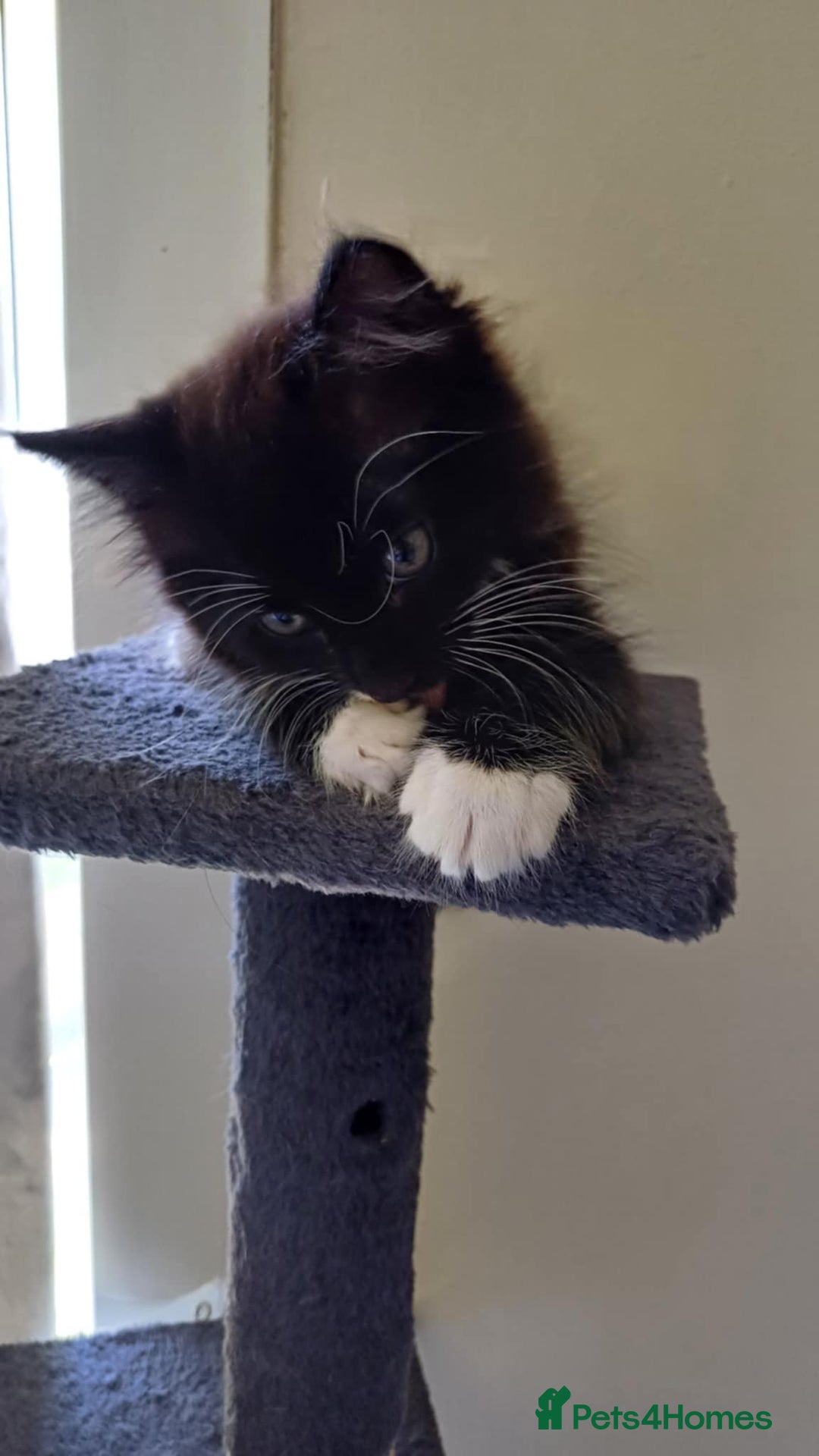 Mixed Breed cats for sale: Black and white adorable and very friendly kitten  in Newton Abbot - Image 10