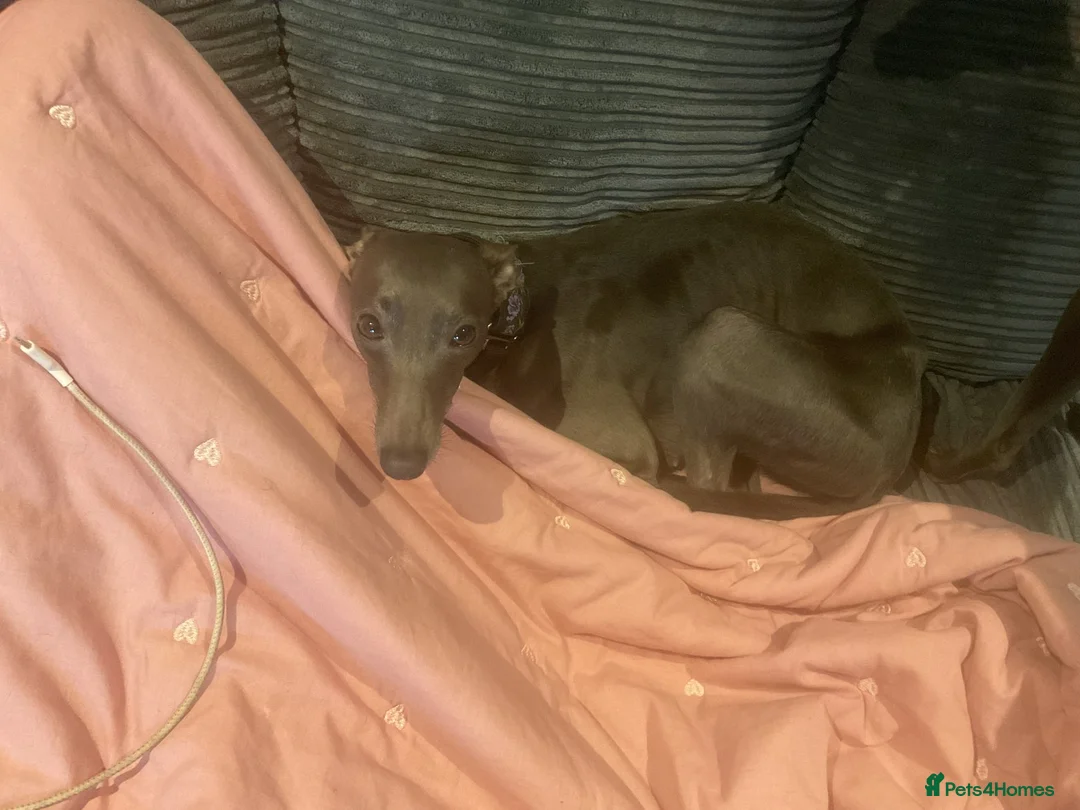 Italian Greyhound dogs for sale: Italian Greyhound, Poppy. - Advert 4