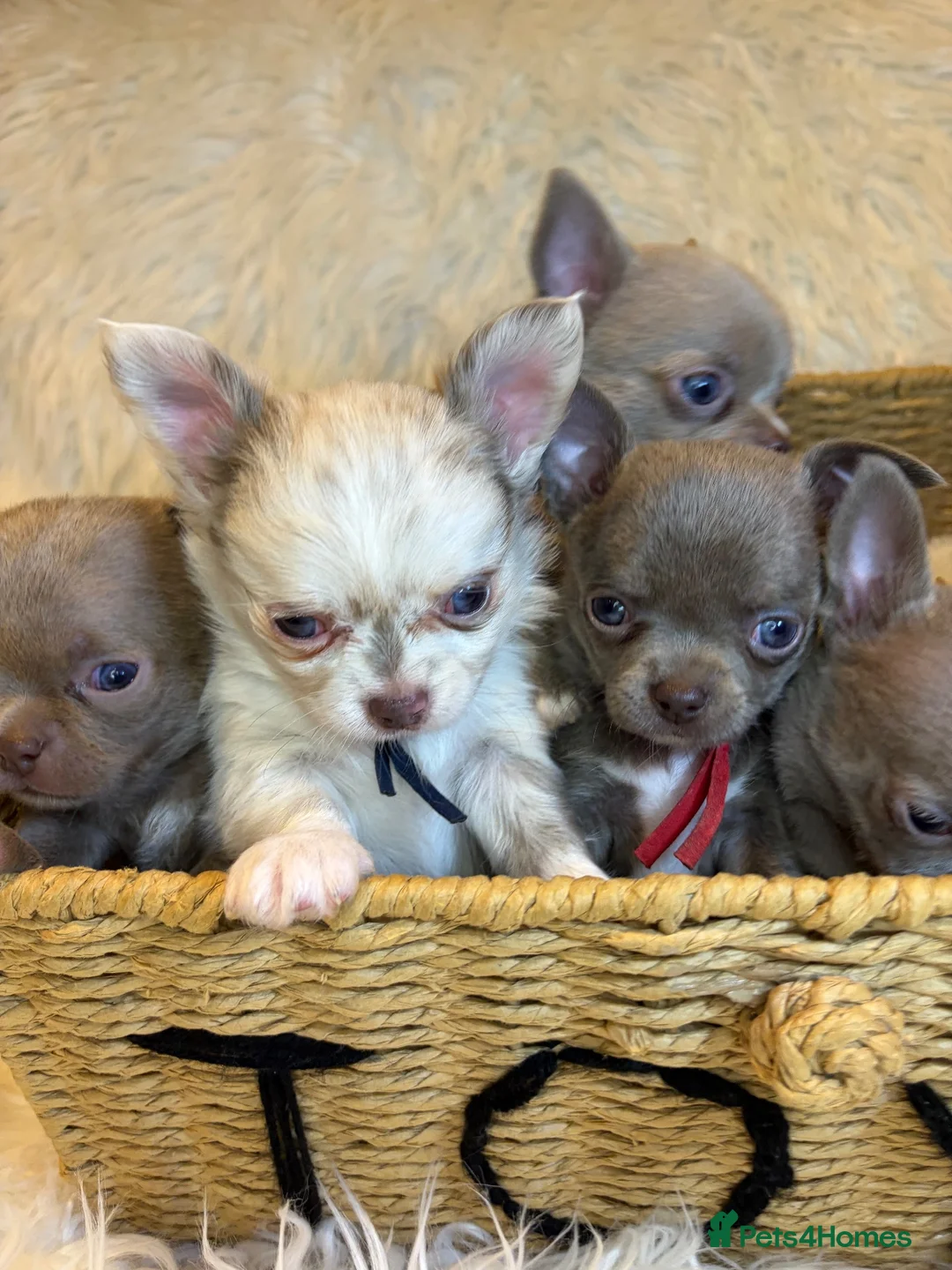 Chihuahua dogs for sale: KC REG, DNA HEALTH TESTED, TINY, VERY RARE 🐶😍 - Advert 2
