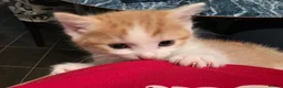 Mixed Breed cats for sale: Beautiful kittens looking for forever home - Advert 10