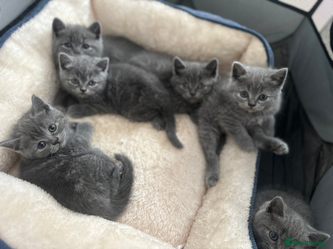 British Shorthair cats for sale: Adorable British Shorthair Kittens  - Image 9
