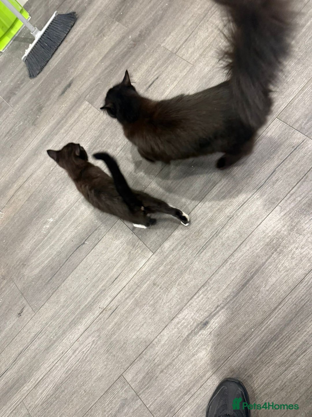 Domestic Shorthair cats for sale: Mother with kitten - Advert 3