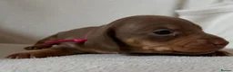 Dachshund dogs for sale: Dachshund puppies for sale - Advert 2