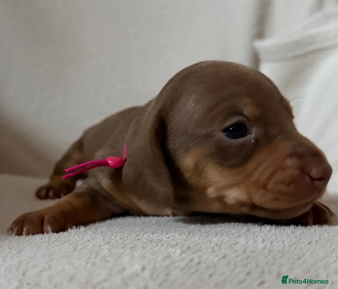 Dachshund dogs for sale: Dachshund puppies for sale - Advert 2