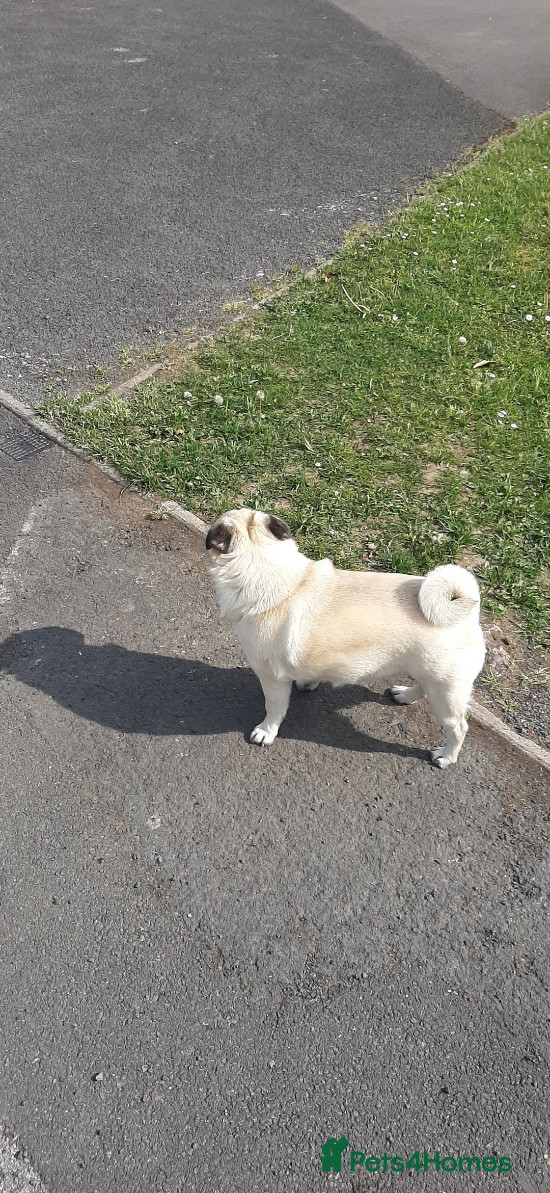 Pug dogs for sale: Porscha requires new home as moving abroad  - Image 6