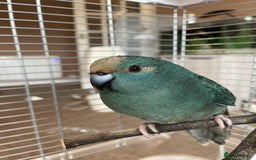 Parrots birds for sale: 2 kakariki parrots. 1 male 1 female - Image 6