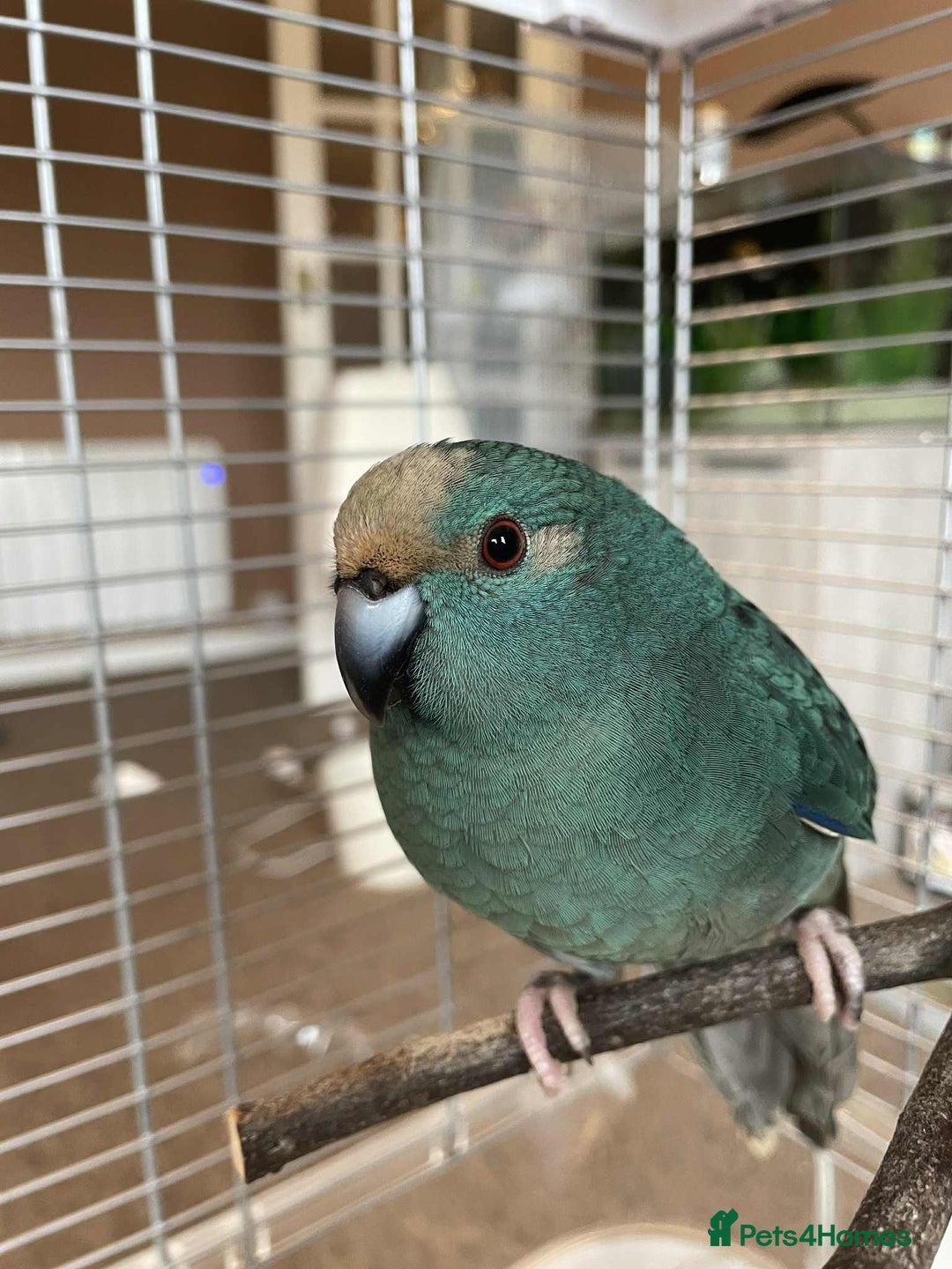 Parrots birds for sale: 2 kakariki parrots. 1 male 1 female - Image 6