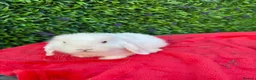 Continental Giant rabbits for sale: Giant French Lops & Mini Lops  - Advert 12