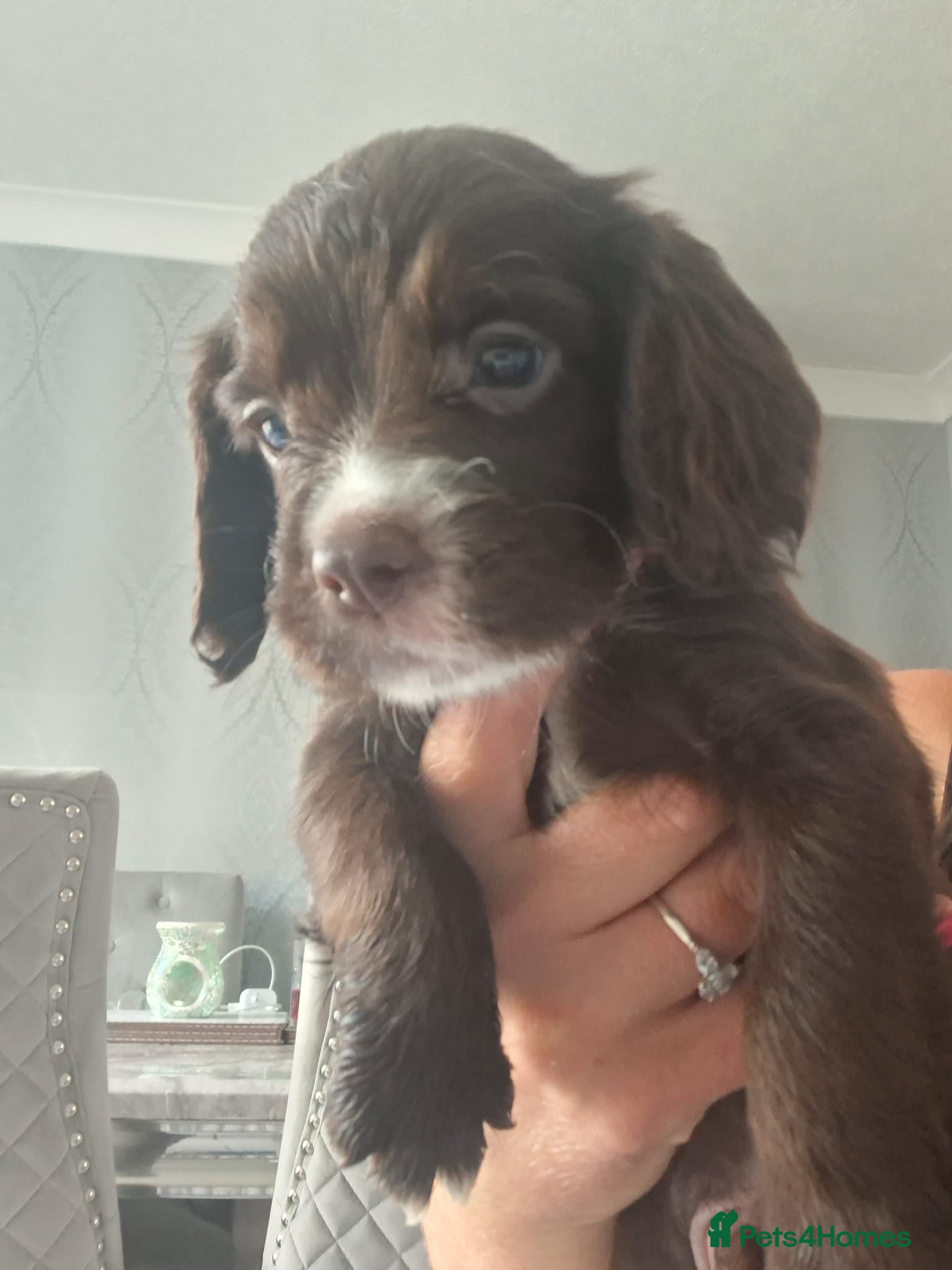 Sprocker dogs Sprocker pups - Advert 2