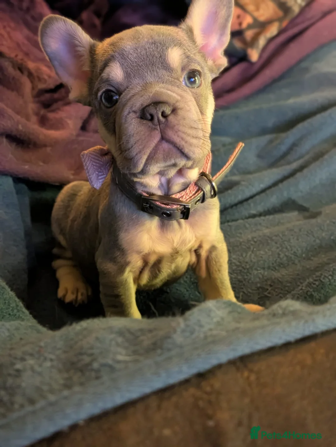French Bulldog dogs for stud: Lilac platinum french bulldog stud in Portsmouth - Advert 10