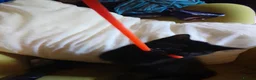Mixed Breed cats for sale: 1 Ghost Tabby, 1 Tortoiseshell and 1 Black kittens in Cranbrook - Advert 11