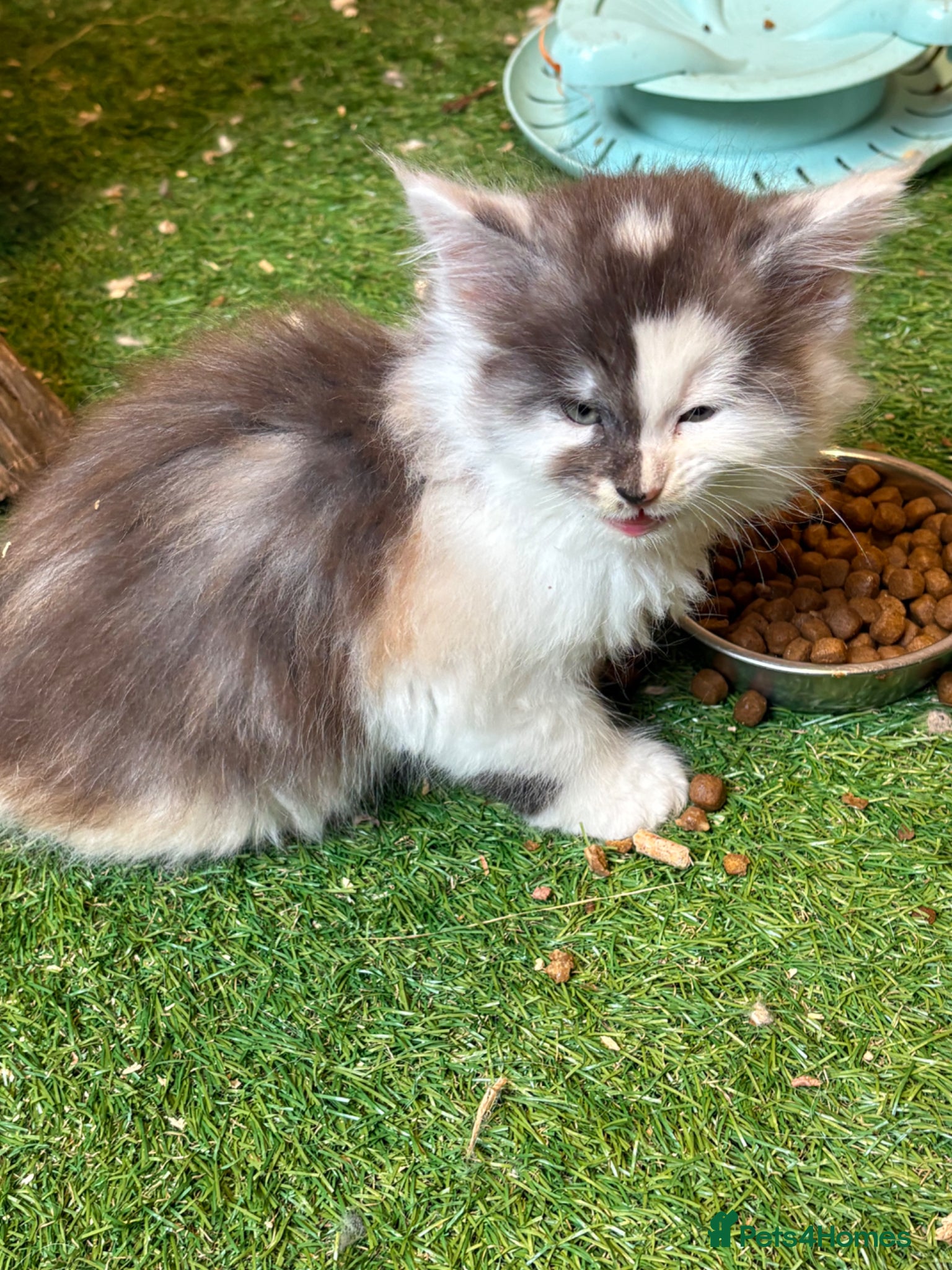 Maine Coon cats for sale: Main coon kittens  - Advert 6