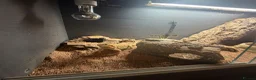 Bearded Dragon reptiles for sale: Bearded dragon  - Advert 3