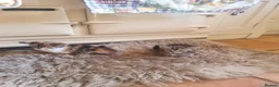 Mixed Breed cats for sale: 3 beautiful girl Kittens for sale ❤️  - Advert 9