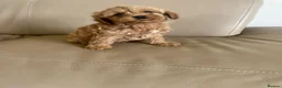 Cavapoo dogs for sale: Beautiful f2b cavapoo puppy’s  in Huntingdon - Advert 8