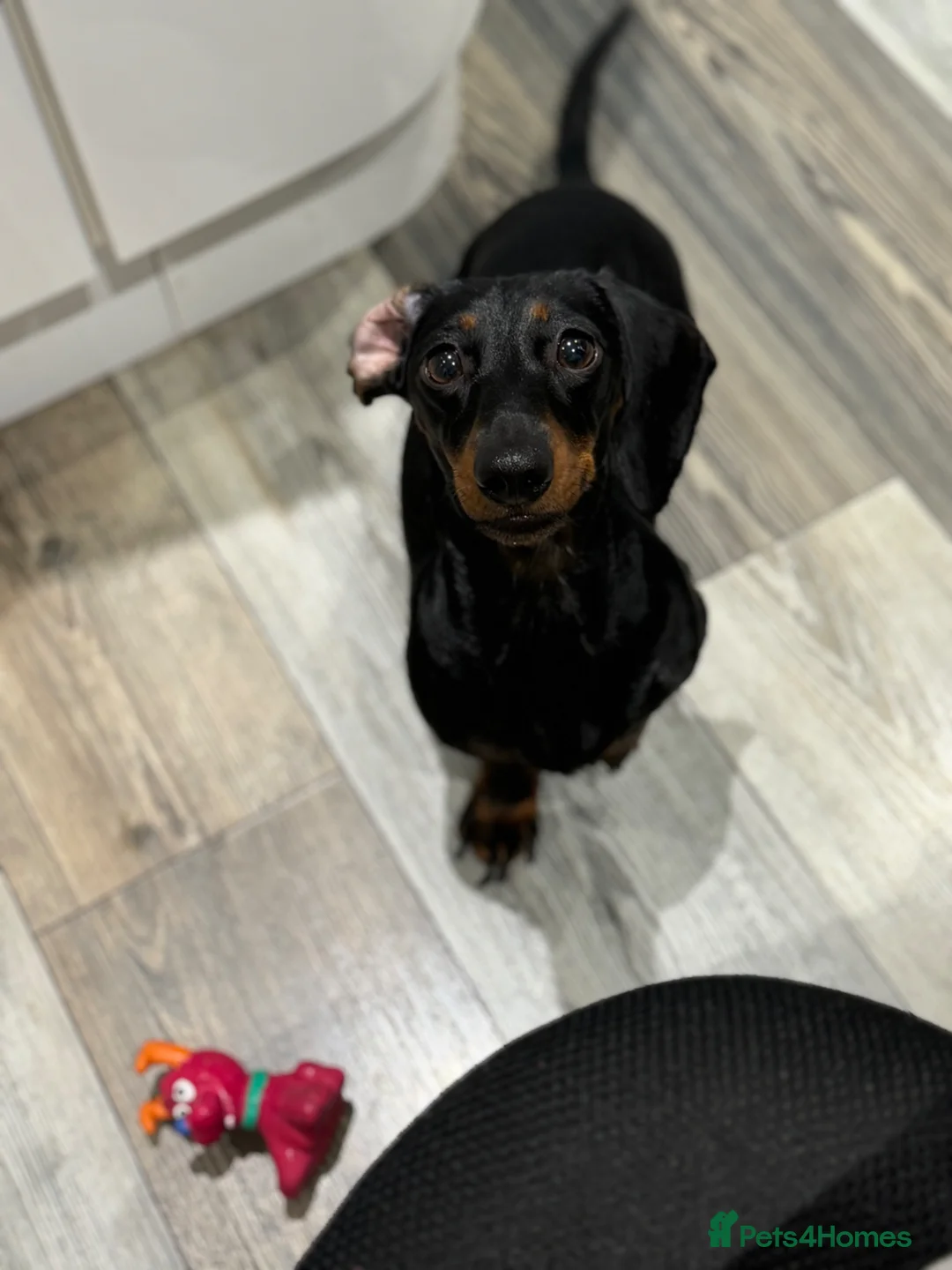 Miniature Dachshund dogs for sale: 6 mini Dachshund Puppies for Sale - Advert 2