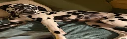Dalmatian dogs for sale: KC Registered Dalmatian Pups Due 18th March - Advert 3