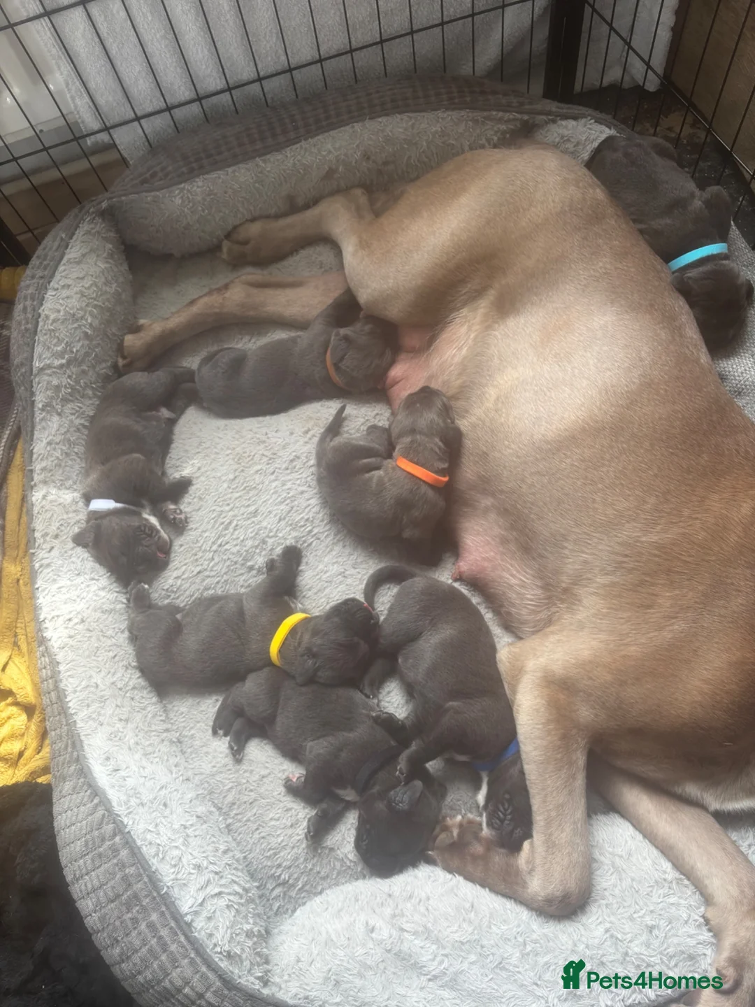 Cane Corso dogs for sale: 12 Beautiful Cane Corso Available  in Newcastle - Advert 2