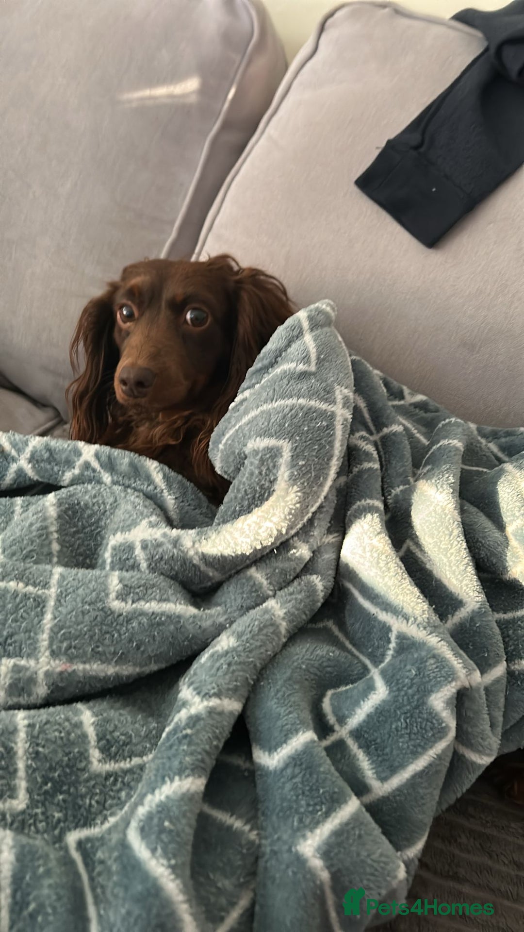 Dachshund dogs for sale: Beautiful brown female dachshund 4-5years - Image 5
