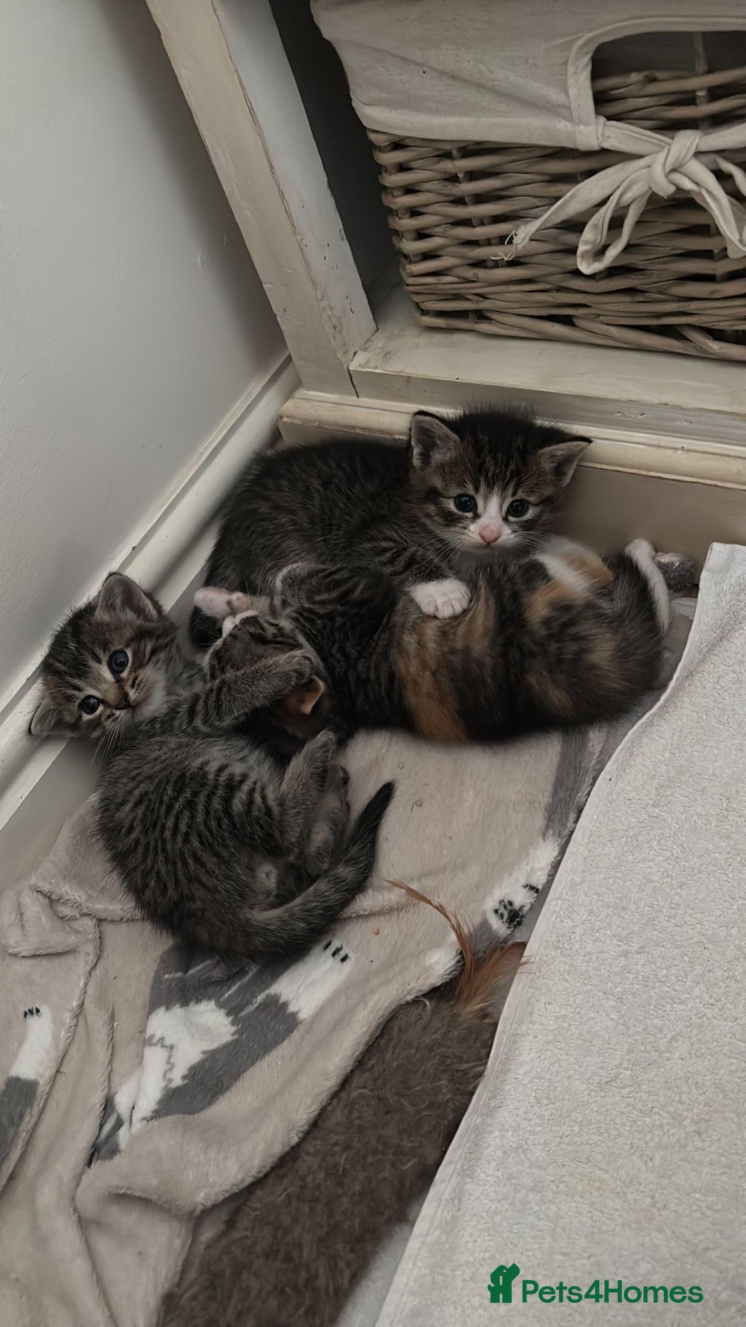 Mixed Breed cats Half ragdoll kittens for sale - Advert 18