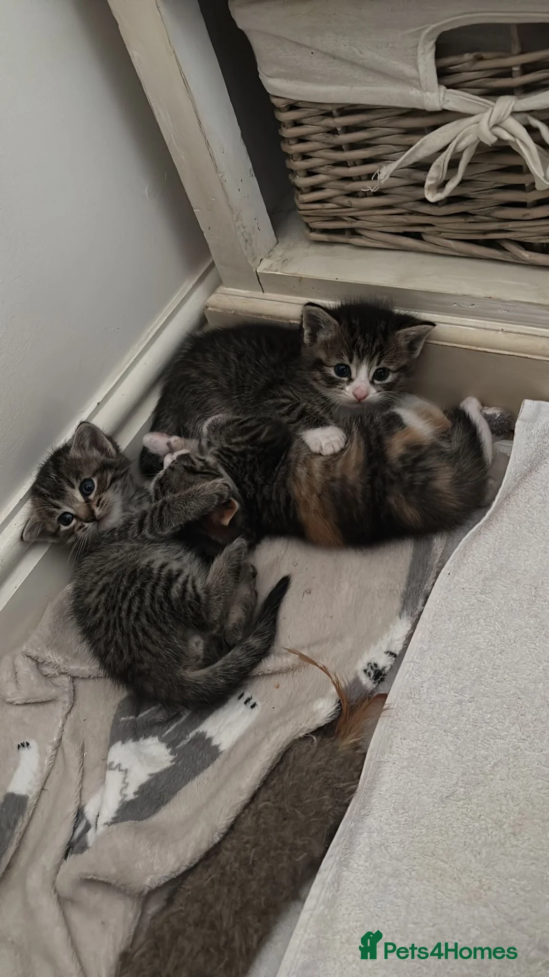 Mixed Breed cats for sale: Half ragdoll kittens for sale in Wokingham - Advert 1