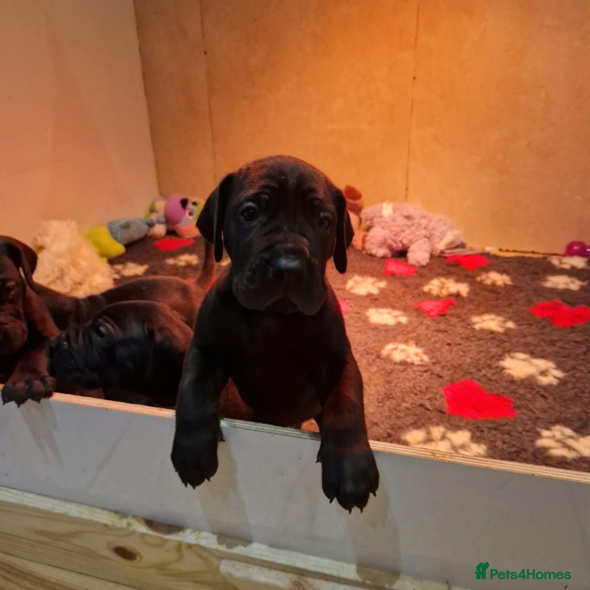 Great Dane dogs for sale: Black Great Dane Puppies  - Advert 9