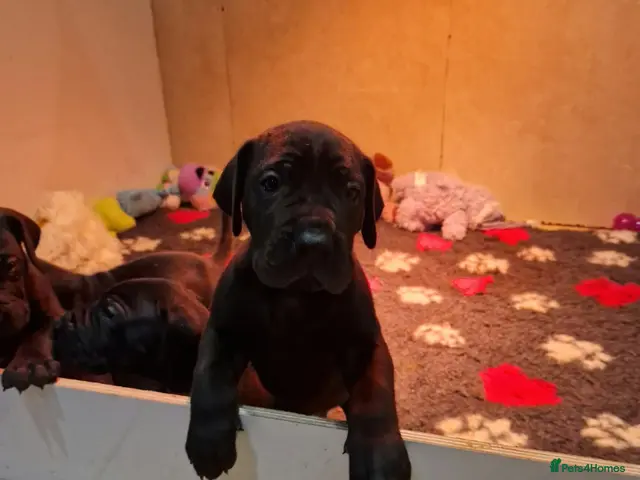 Great Dane dogs for sale: Black Great Dane Puppies - Advert 9