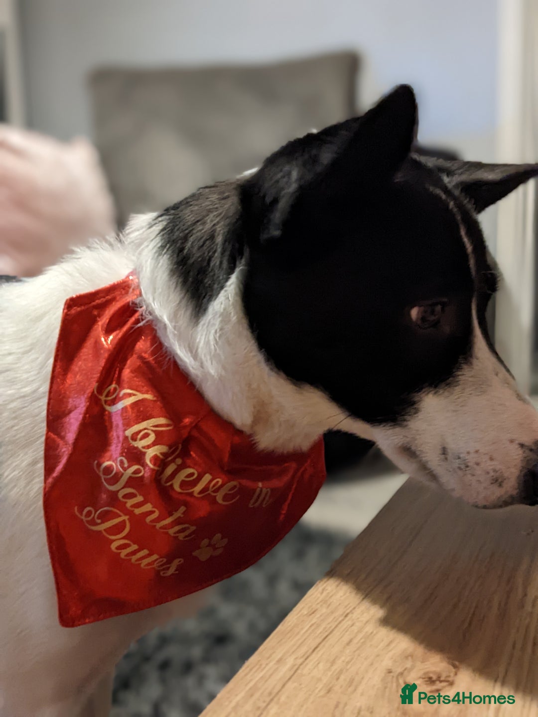 Border Collie dogs for sale: Daisi dog - Advert 3