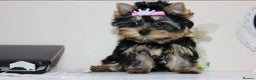 Yorkshire Terrier dogs for sale: Adorable Miniature Yorkshire terrier puppies  - Advert 3
