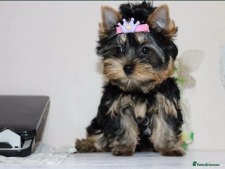 Yorkshire Terrier dogs Adorable Miniature Yorkshire terrier puppies - Advert 2