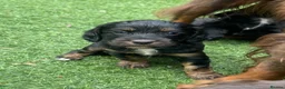 Cocker Spaniel dogs for sale: Beautiful working cocker spaniel puppies - Advert 24