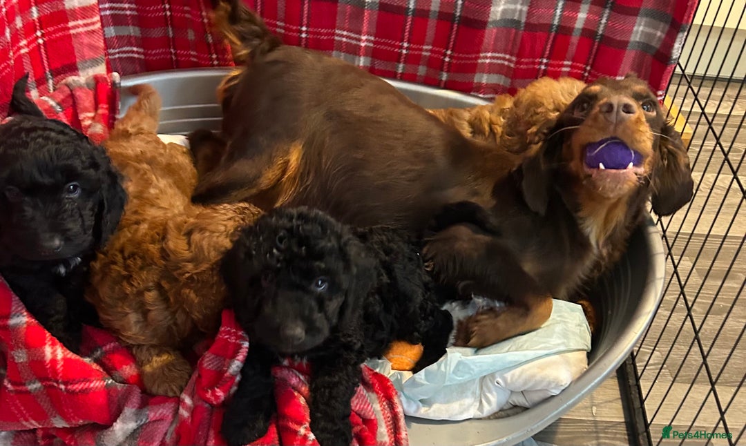 Cockapoo dogs for sale: 🐕‍🦺🐶ADORABLE COCKAPOO 🐶 🐕‍🦺 - Advert 17
