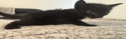 Mixed Breed cats for sale: Balinese X British short hair Black fluffy kittens - Advert 32