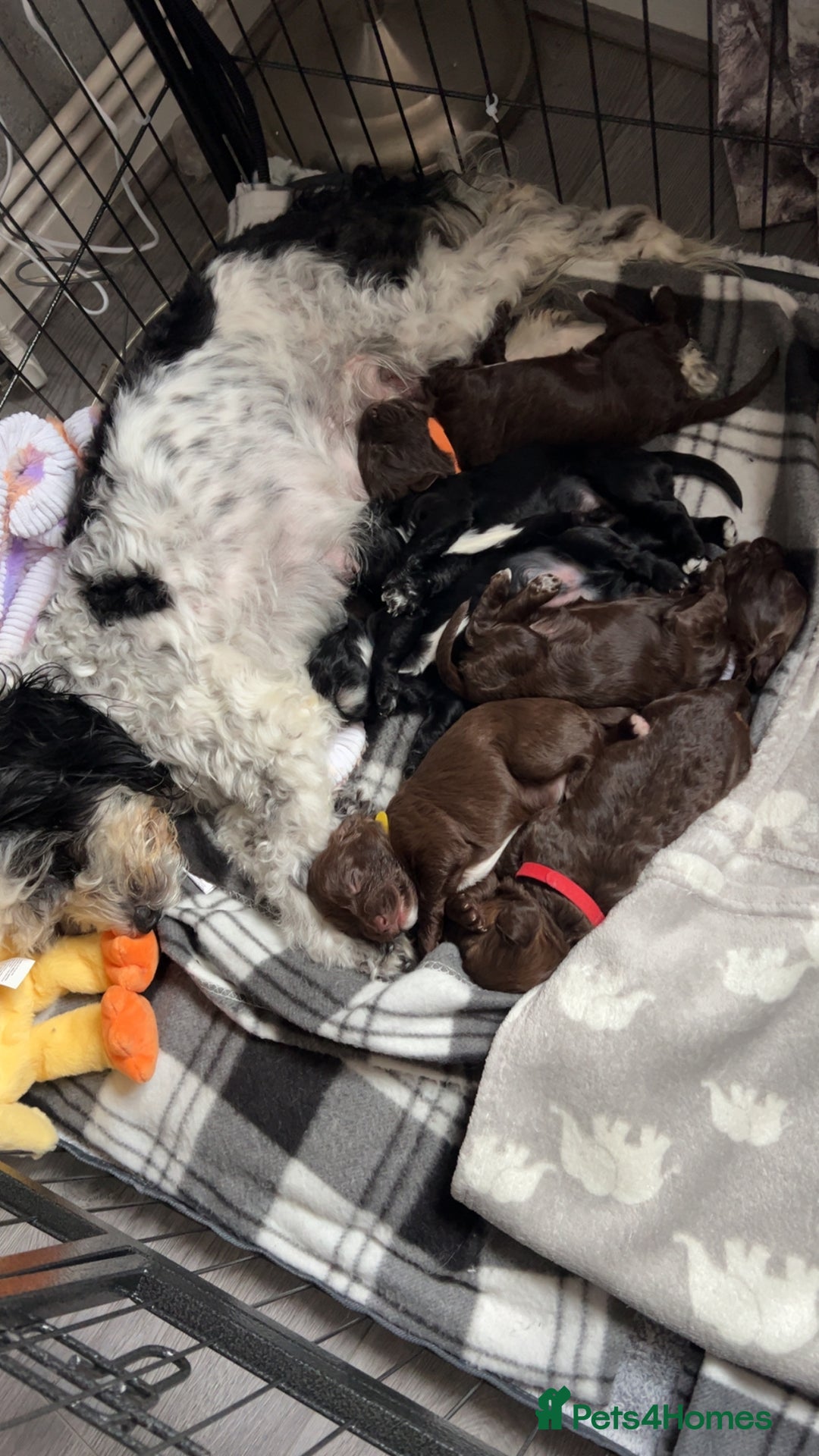 Cockapoo dogs for sale: Cockapoo puppies  - Image 23
