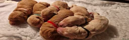 Golden Retriever dogs for sale: Golden Retriever puppies- 3 weeks old - Advert 37