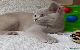 British Shorthair cats for sale: *Nearly Ready* GCCF Registered BSH Kittens  - Image 14